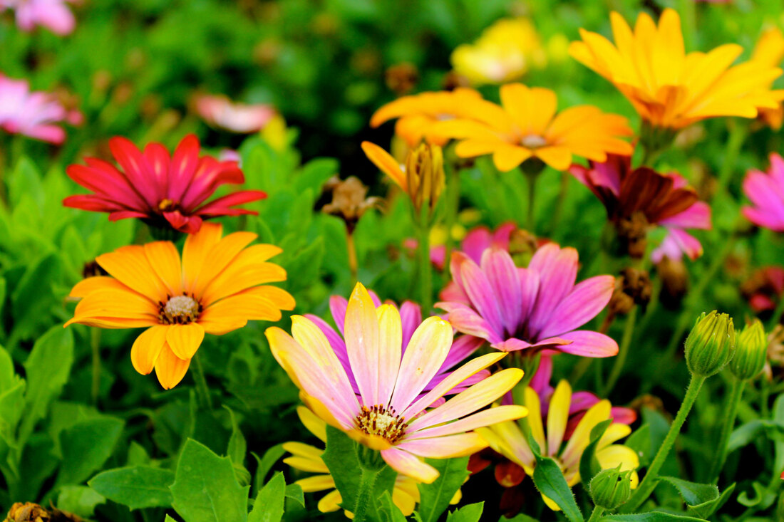 Image of a flower bed